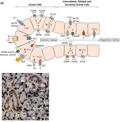 P2 Receptors as Therapeutic Targets in the Salivary Gland: From Physiology to Dysfunction